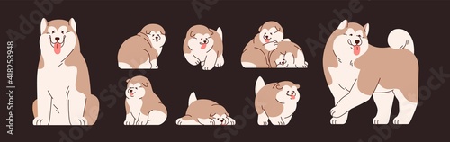 Set of isolated Alaskan Malamutes. Cute and funny Chinese dogs and puppies. Happy doggies sitting, standing, running and sleeping. Colored flat vector illustration of adorable pets with tongue out