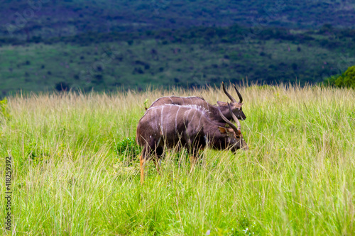 Fototapeta Naklejka Na Ścianę i Meble -  buffalo in the grass
