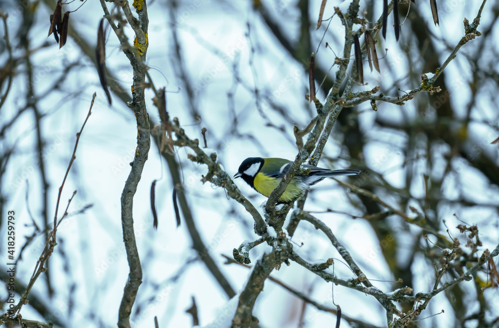 Great tit, Parus Major song bird sitting in a bush during s snowy winters day. Great tit, Parus Major song bird sitting in a bush during s snowy winters day.