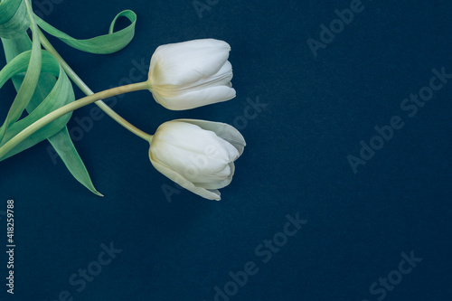 funeral concept with two white tulip flower isolated on black background