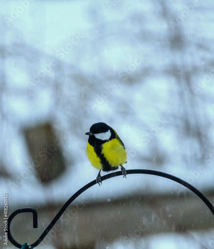Great tit, Parus Major, sitting alone by a garden bird feeder doing a snow blizzard.