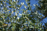 Young bio organic olive tree branch with fruit, blue background, organic food or cosmetic concept