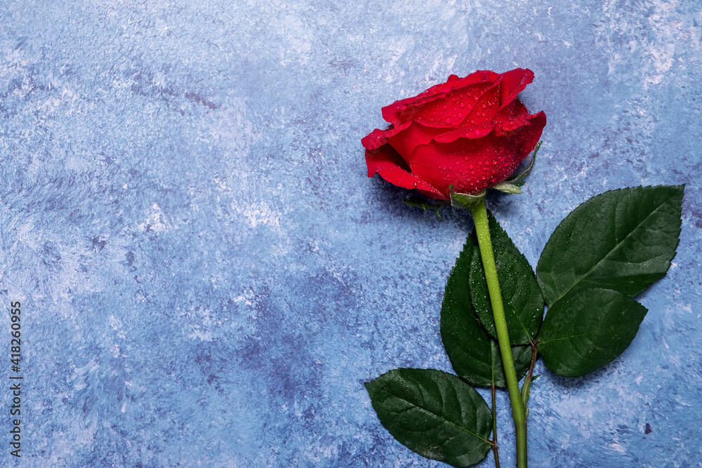 Single red rose on a blue textured background with copy space and room for text