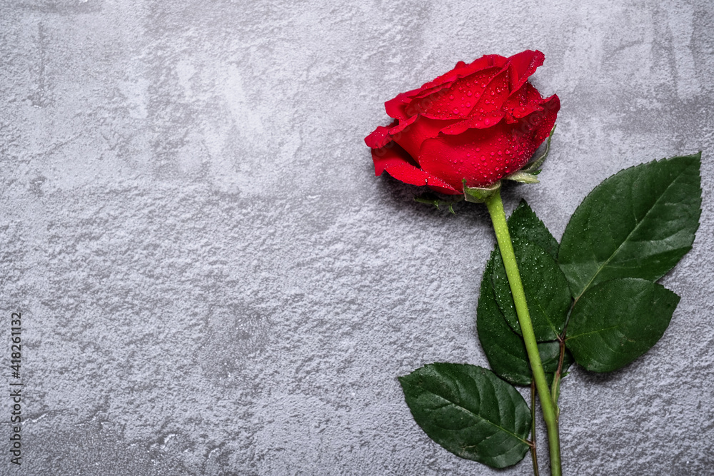 Single red rose on a grey textured concrete background with copy space and room for text Single red rose on a grey textured concrete background with copy space and room for text