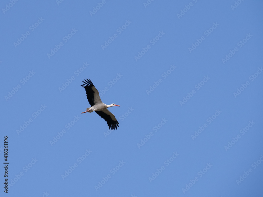stork flying against blue sky with spread wings stork flying against blue sky with spread wings