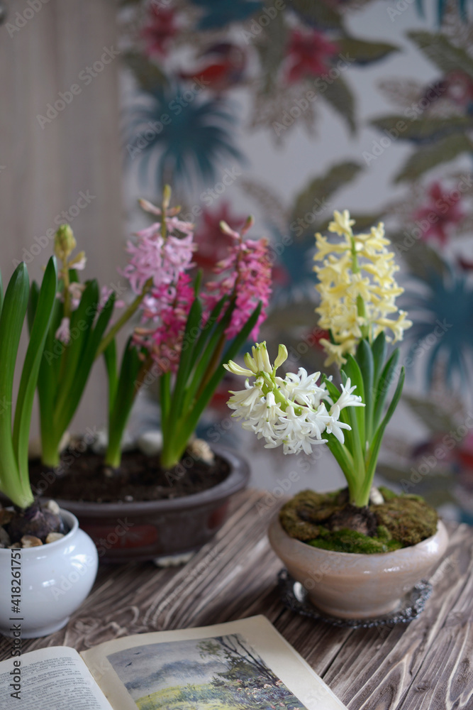 blooming hyacinths and a book on the table blooming hyacinths and a book on the table