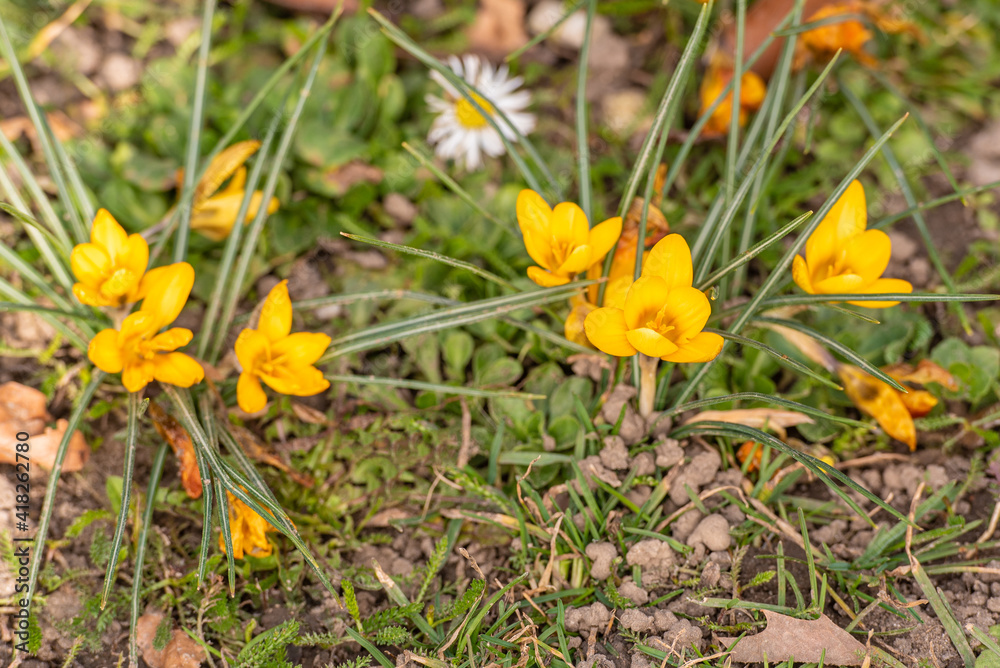 Gelb blühende Krokusse / Gelb blühender Krokus im Frühling Gelb blühende Krokusse / Gelb blühender Krokus im Frühling