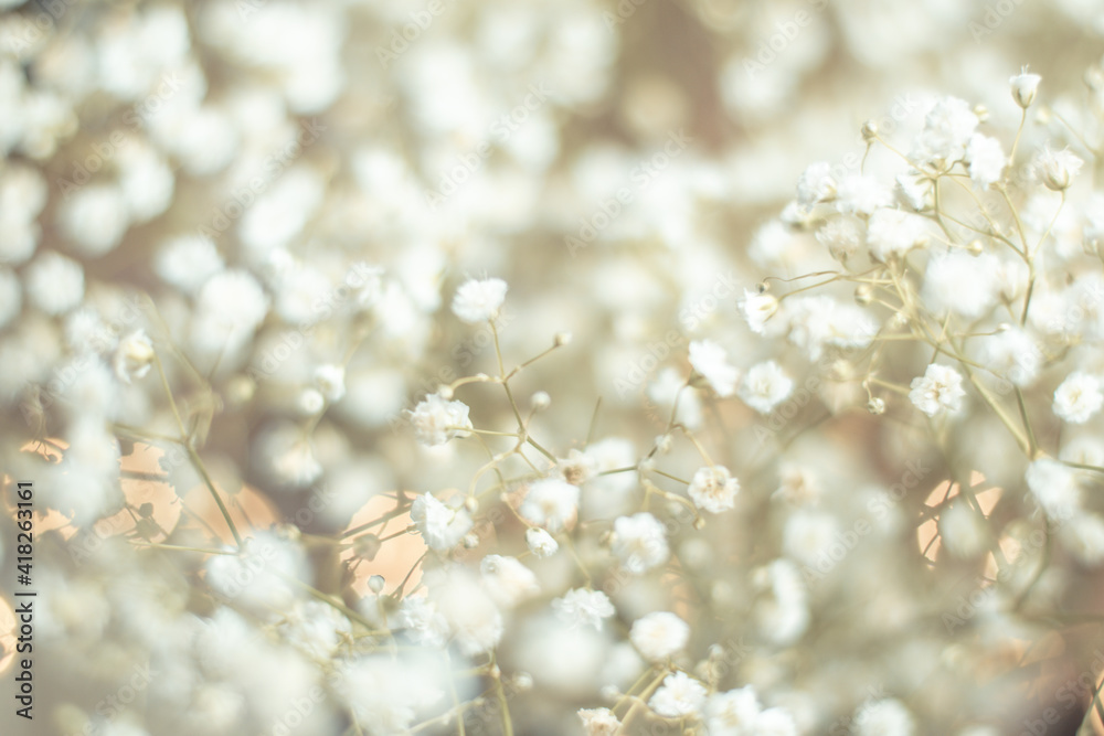 Dried flowers bunch natural white gypsophila baby's in warm light, many tiny flowers on muted brown background, concept of delicacy and softness with selective focus, dreamy mood Dried flowers bunch natural white gypsophila baby's in warm light, many tiny flowers on muted brown background, concept of delicacy and softness with selective focus, dreamy mood