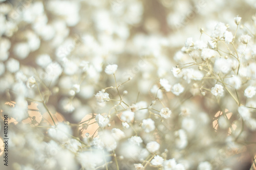 Dried flowers bunch natural white gypsophila baby's in warm light, many tiny flowers on muted brown background, concept of delicacy and softness with selective focus, dreamy mood photo