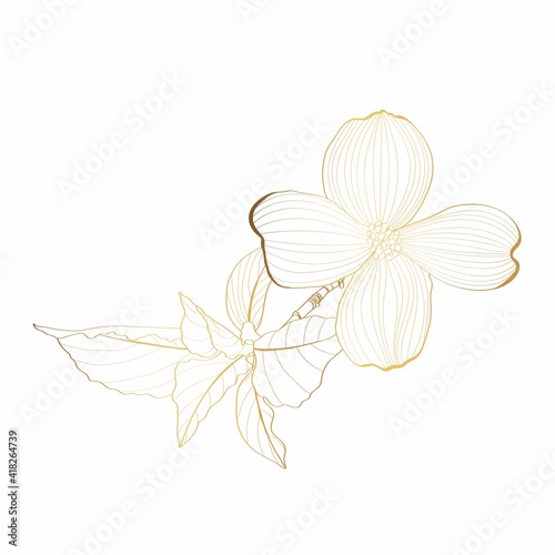 Dogwood branch with flowers. Cornus florida. Golden Line drawing.