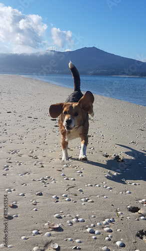 happy dog in the beach