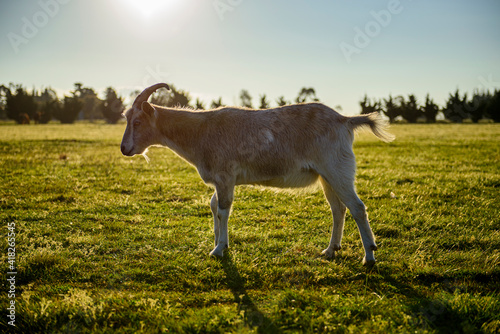 Fototapeta Naklejka Na Ścianę i Meble -  Billy Goat on a farm in Rockbank, Victoria, Australia