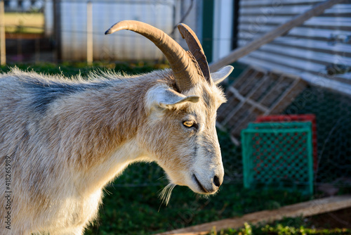 Billy Goat on a farm in Rockbank, Victoria, Australia