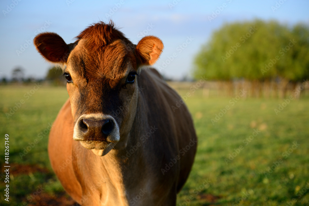 Brown cow on a farm in Rockbank, Victoria, Australia