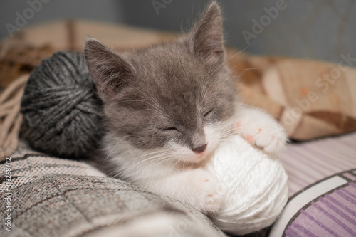 A small gray-white kitten falls asleep in a ball of thread on a checkered blanket: a cute photo with space for text, as the kitten closes its eyes and holds a ball with its paws