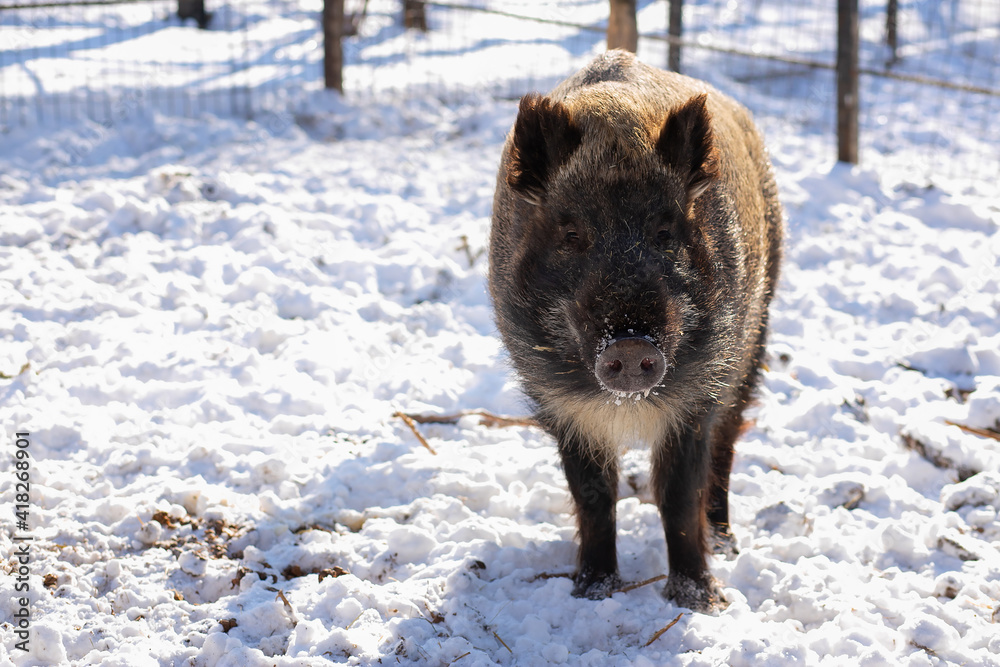 Forest boar in the zoo on a sunny winter day Forest boar in the zoo on a sunny winter day