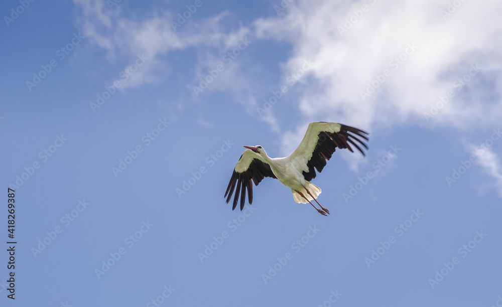 Obraz premium White stork, Ciconia ciconia, in flight. Photo taken in the municipality of Colmenar Viejo, province of Madrid, Spain