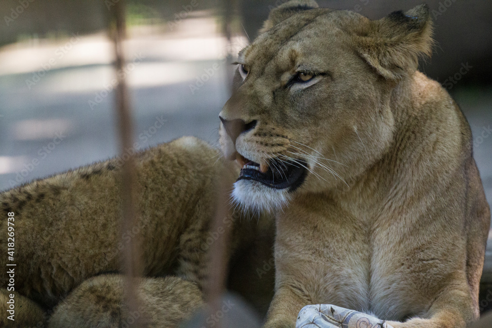 Naklejka premium Mother lion with her babies