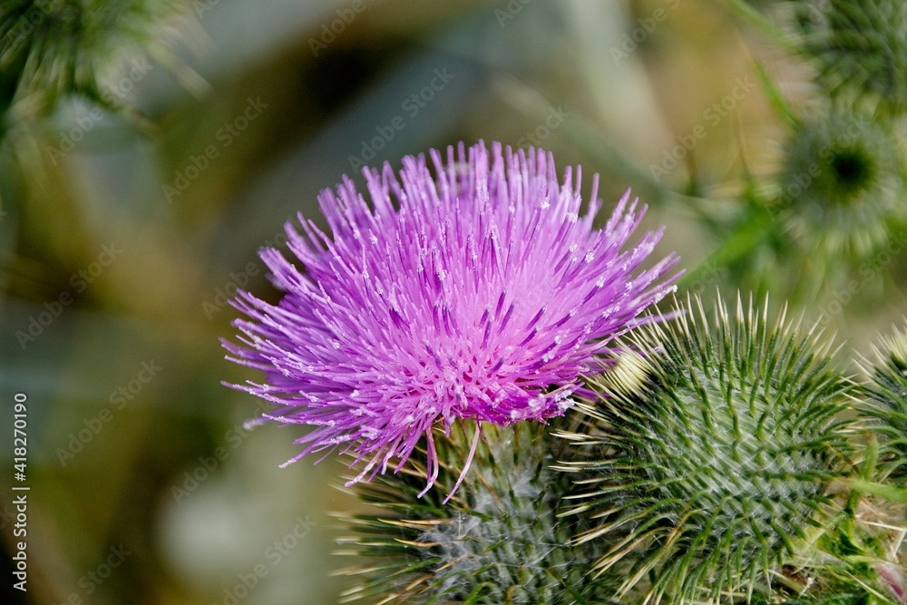 close up of a thistle close up of a thistle