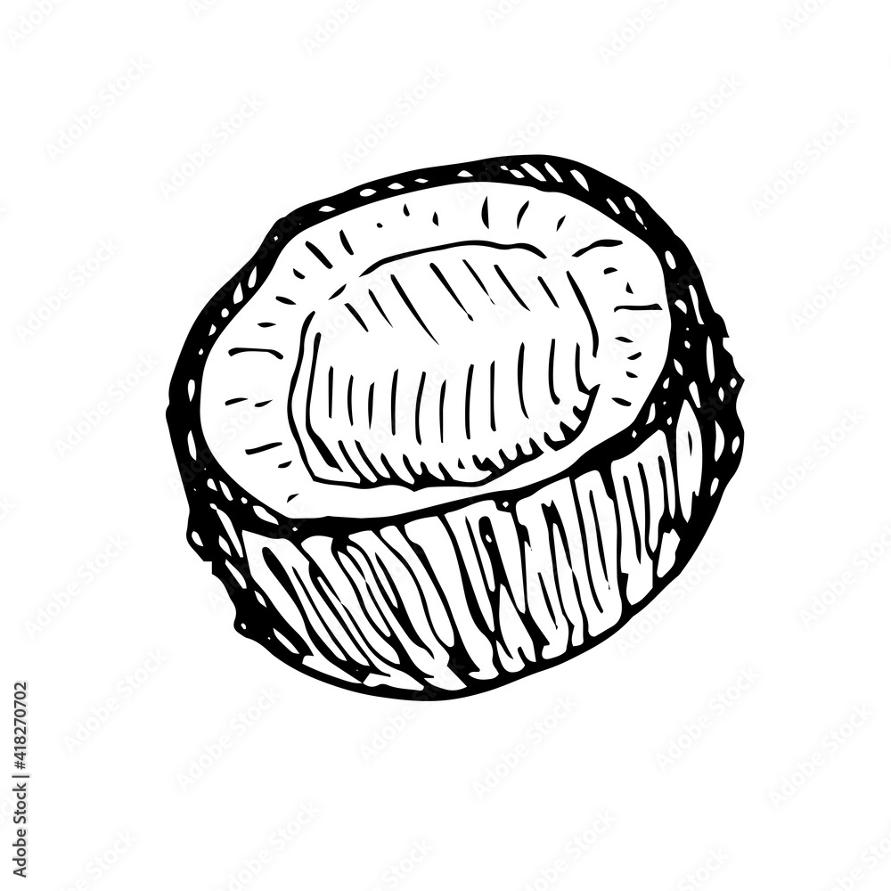 Half of coconut, vector illustration, hand drawing, sketch Half of coconut, vector illustration, hand drawing, sketch