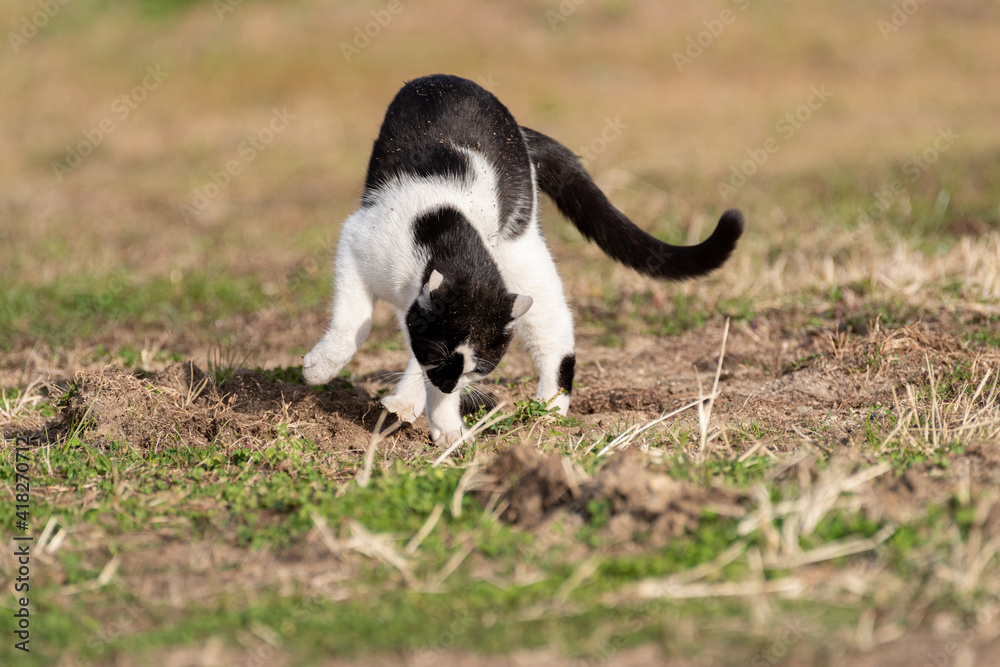 砂を掻くしぐさ　白黒猫