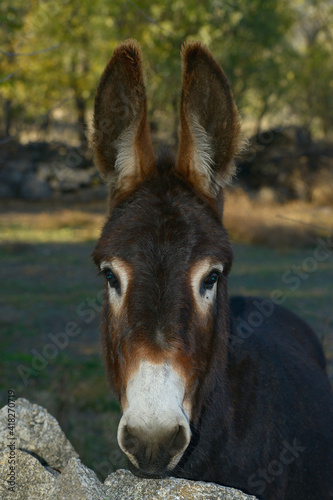  Portrait of a donkey in his meadow © J.K.Ruiz