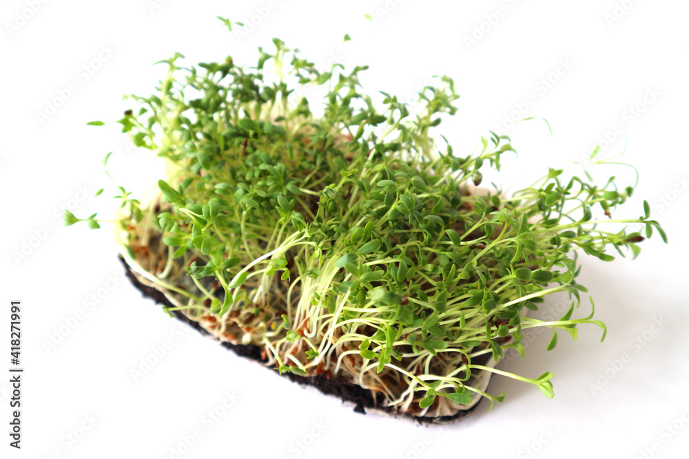 young green plants in the soil on a white background young green plants in the soil on a white background