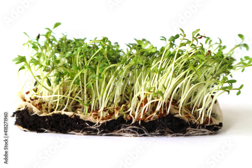 young green plants in the soil on a white background