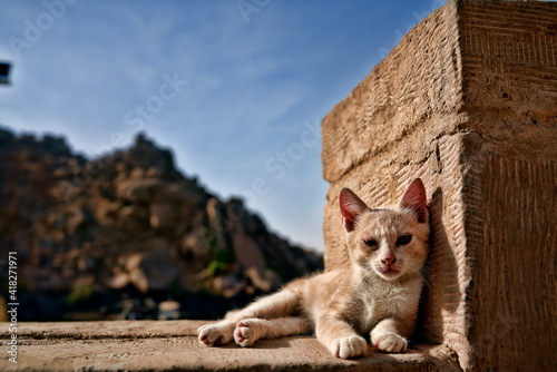Gatto in Egitto photo