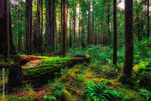 Sunrise in the Redwoods, Redwoods National and State Parks, California