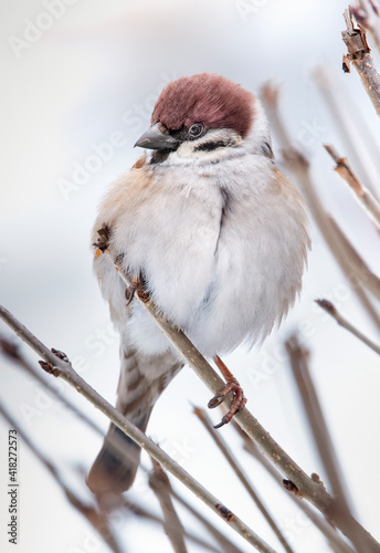 Sparrow sitting on a branch of a bush, selective focus. photo