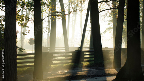 Dawn in the park. Young lush green grass and warm sunbeams. photo