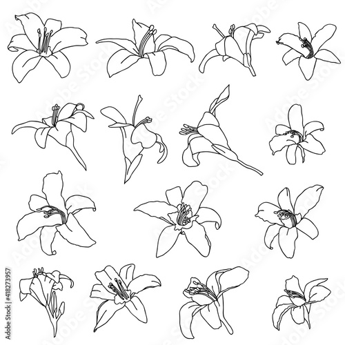 Black and white lily flowers set. Vector illustration. © anya babii
