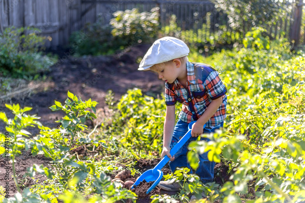 a small child in the garden digs potatoes