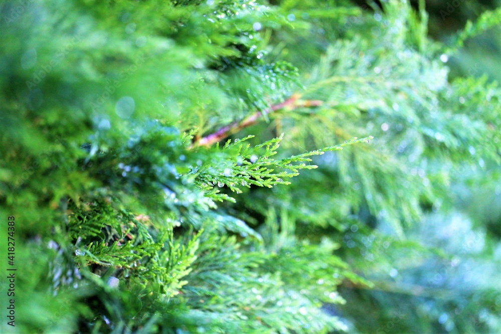 Close up of green pine trees leaves