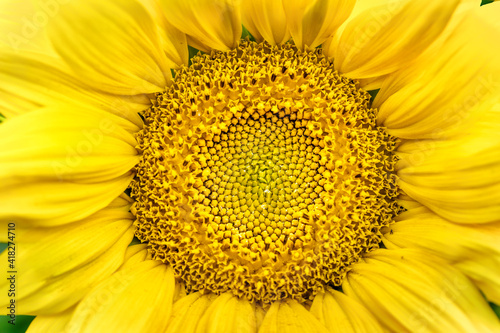Sunflower flower, spiral part close-up. Natural background.