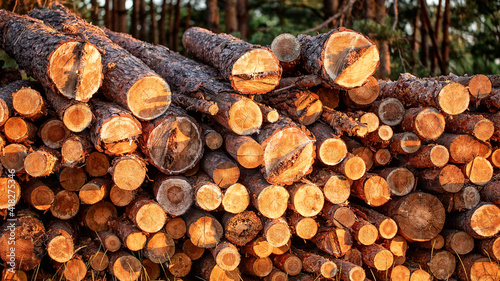 Wood logs extracted from the pine forest lie on a pile