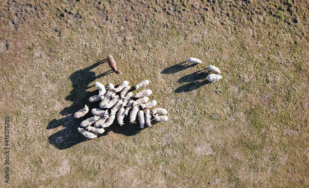 Fototapeta premium Aerial view of grazing sheep flock and donkey on field