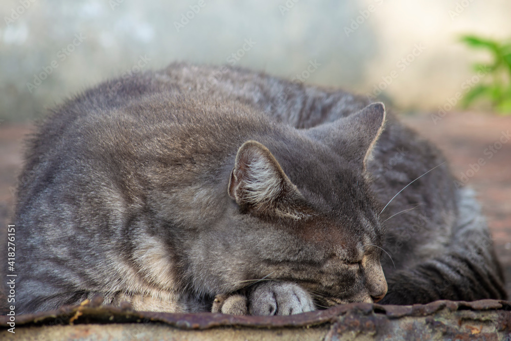The cat sleeps curled up. Outdoors on a warm autumn day. The cat sleeps curled up. Outdoors on a warm autumn day.