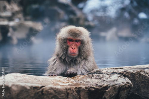Fotografie Snow Monkey in Hot Spring　地獄谷の猿　Japanese Macaques
