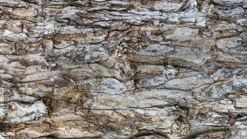 Tropical Texture: Abstract Rain Tree bark detail banner