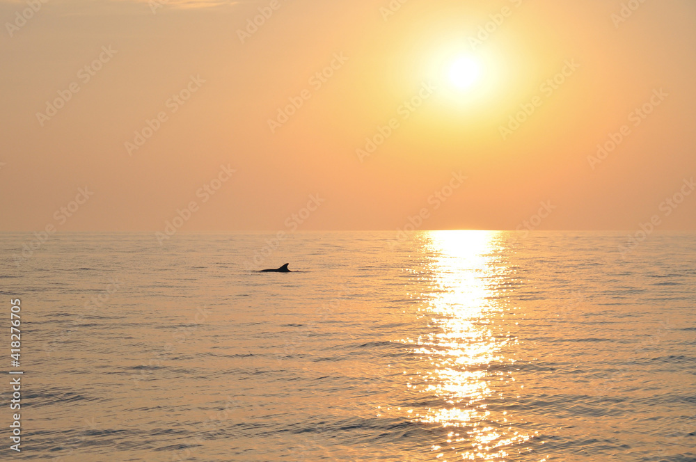 Fototapeta premium Dolphin's fin over the water surface on the sunset.