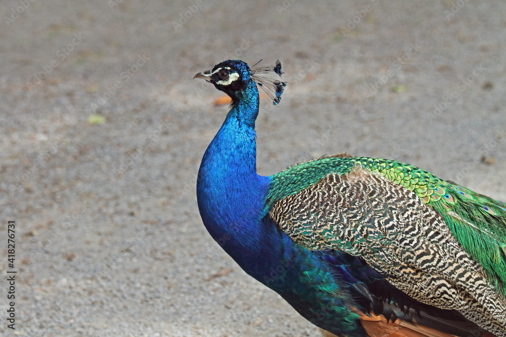 Fototapeta premium Pfau