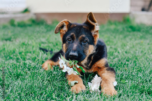 German shepherd puppy holds flowers in his mouth