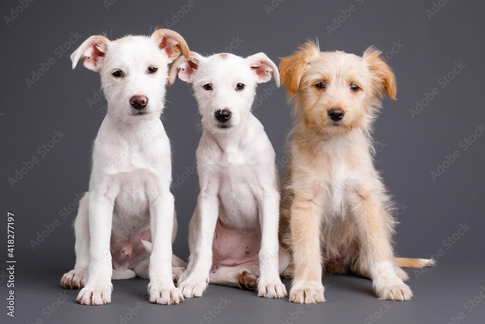 pupies pupies