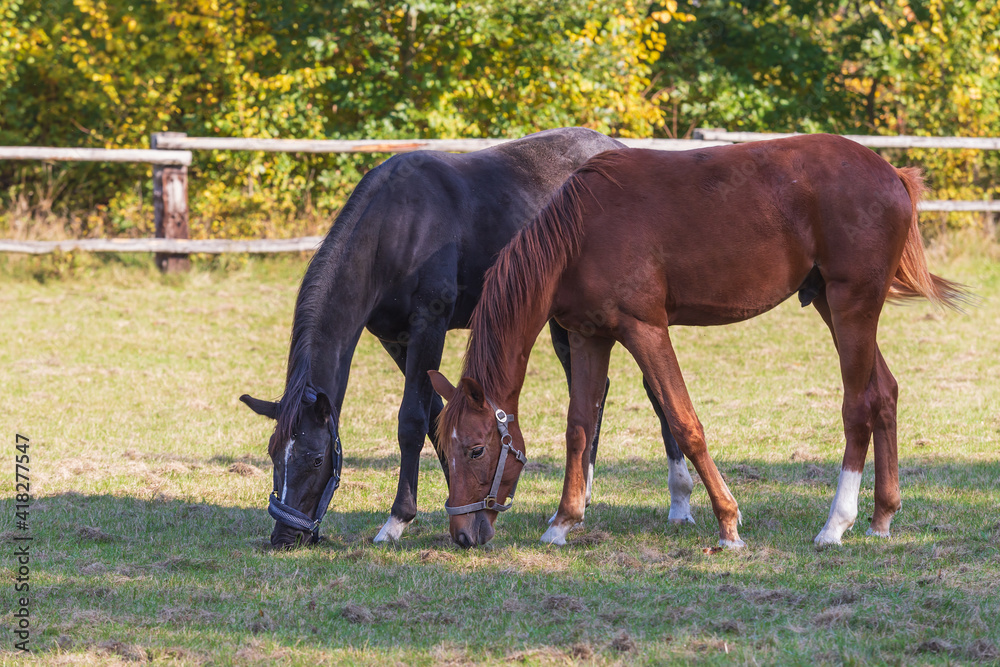 Obraz premium A brown and black horse grazes in a corral on a green field.