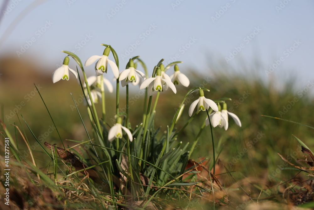 Fototapeta premium The beautiful snowdrop flower dissolves in the spring