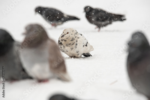 Fototapeta Naklejka Na Ścianę i Meble -  City pigeons sitting under the snow at cloudy winter day, nature and wild life