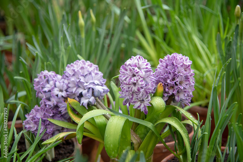 Delicate lilac hyacinths on a background of lush green foliage.