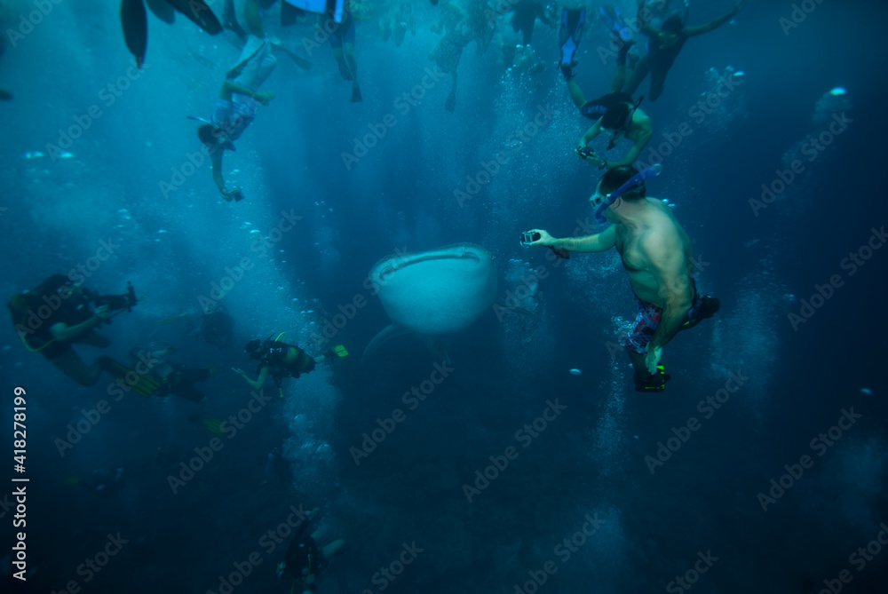 Fototapeta premium Group of people snorkeling with whale shark. Maldives